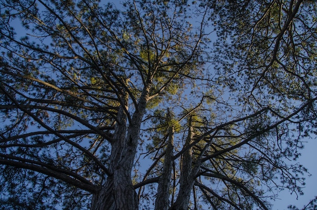 arbres et ciel bleu