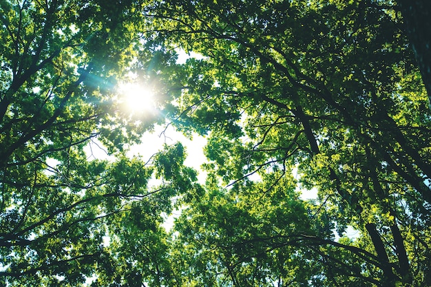 Arbres et ciel de jour ensoleillé