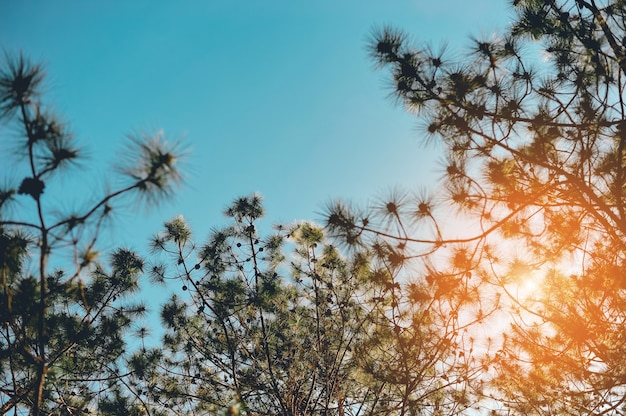 Les arbres et le ciel se produisent naturellement. Vert et bleu Formulé sous forme naturelle.