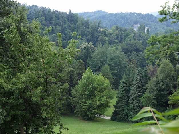 Arbres sur une colline