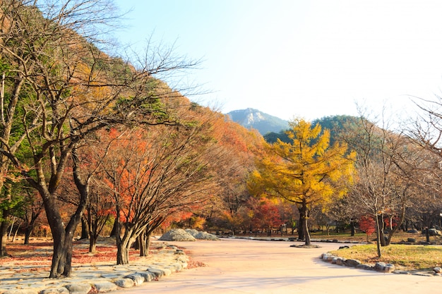 Photo arbres colorés en automne au parc national de seoraksan