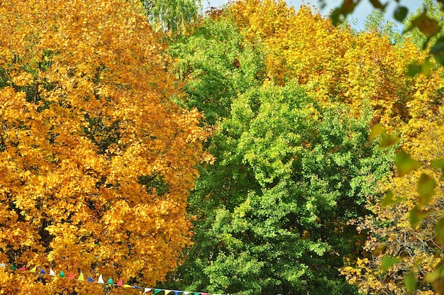 Arbres colorés en automne