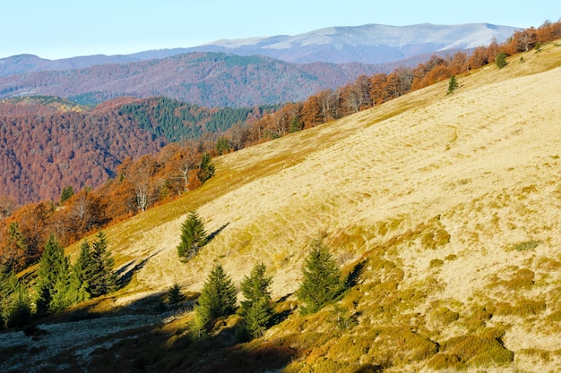 Arbres colorés sur la pente en automne matin Carpates.