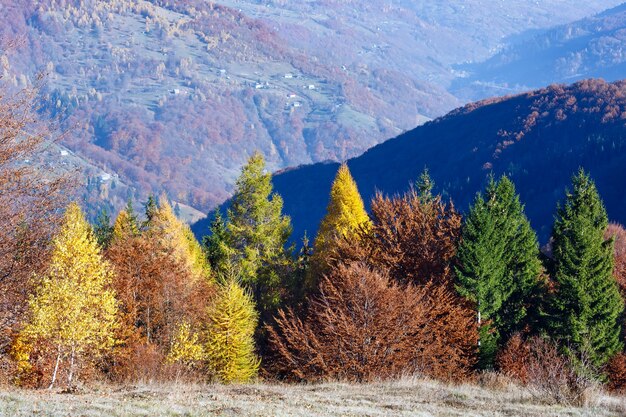 Arbres colorés sur pente et montagne brumeuse d'automne derrière.