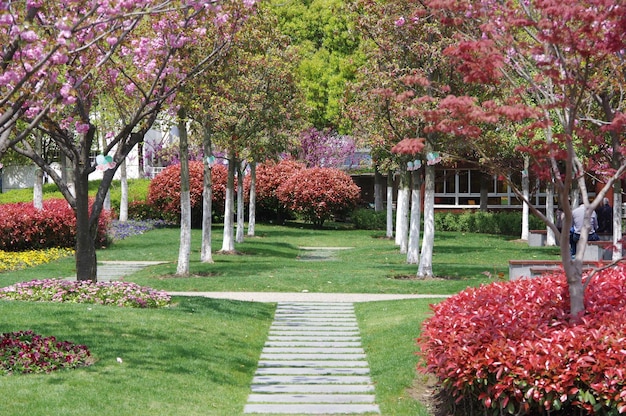 Des arbres colorés qui poussent dans le jardin