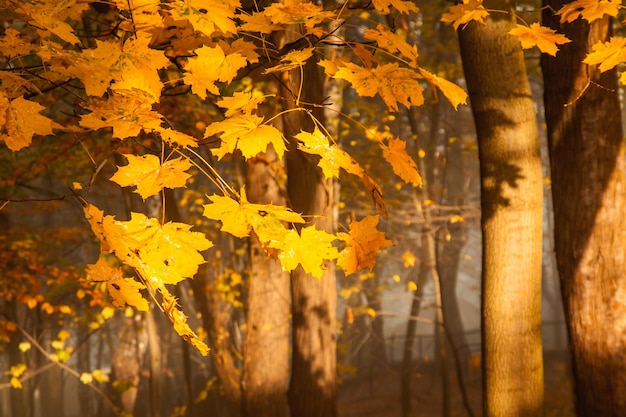 Arbres colorés de la saison d'automne dans le parc