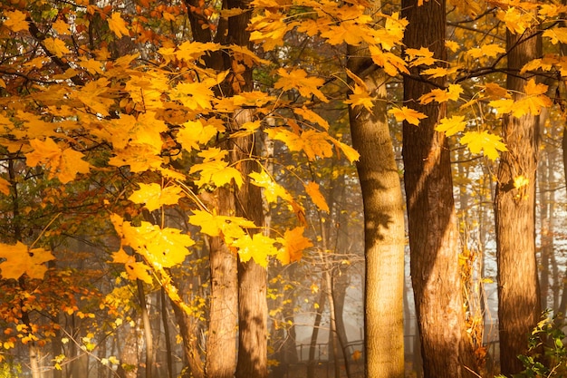 Arbres colorés de la saison d'automne dans le parc