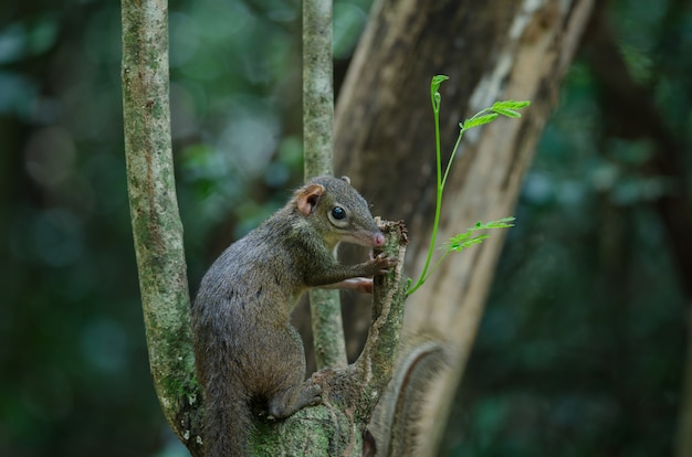 Arbres communs ou arbres du Sud