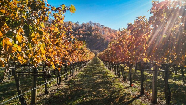 Photo des arbres contre le ciel en automne