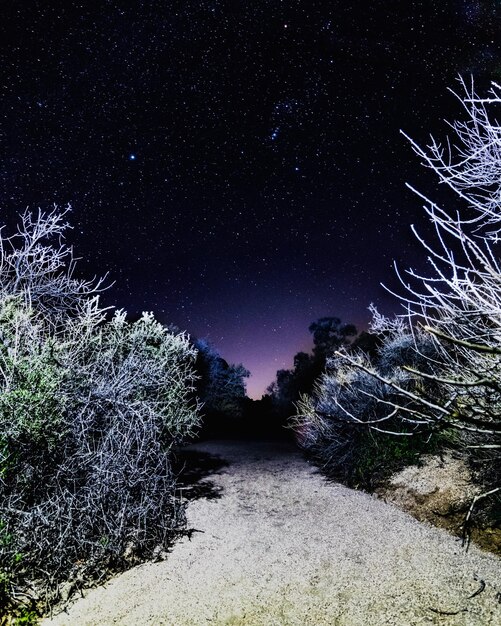 Photo les arbres contre le ciel la nuit