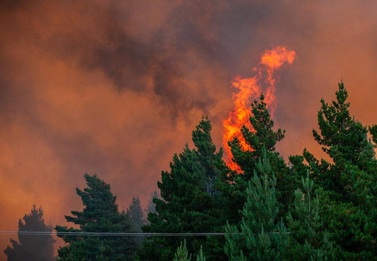 Photo des arbres contre un ciel orange