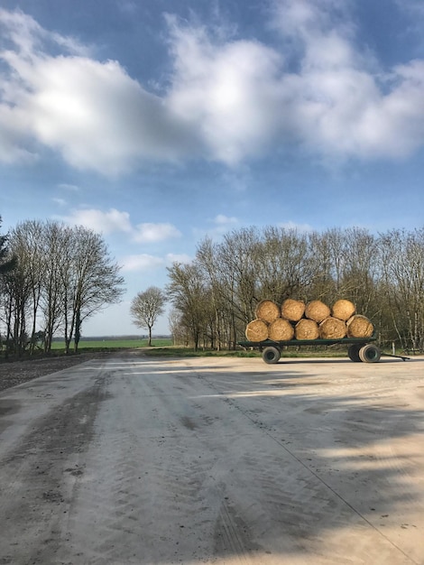 Photo des arbres contre le ciel