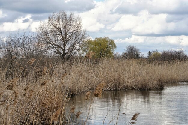 Des arbres contre le ciel