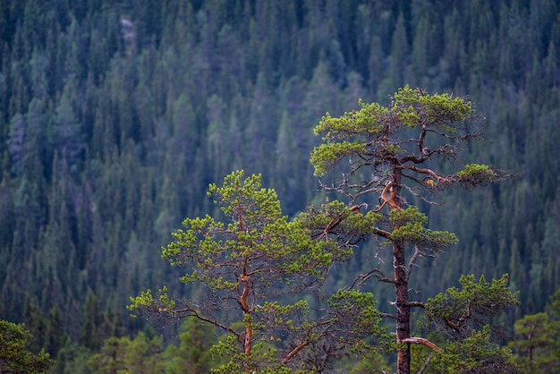 Des arbres contre un feuillage luxuriant