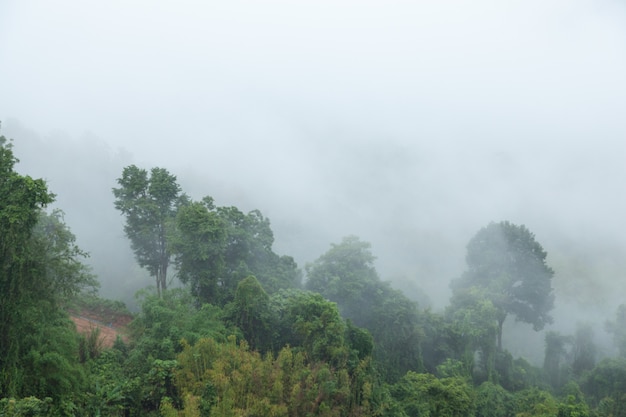 Arbres couverts de brouillard