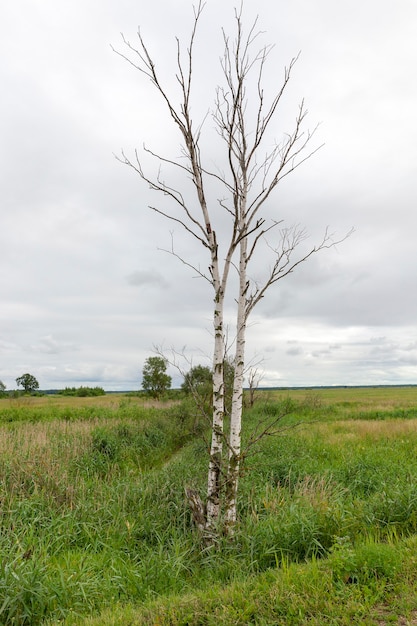 Arbres couverts de feuillage vert au printemps ou en été, belle nature agréable et air frais, les arbres poussent près du champ avec de l'herbe verte