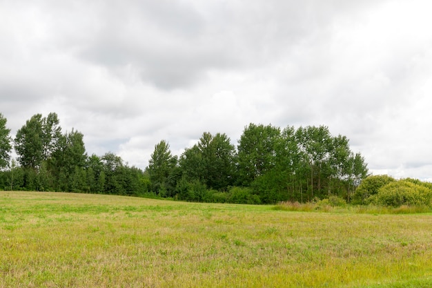 Arbres couverts de feuillage vert au printemps ou en été