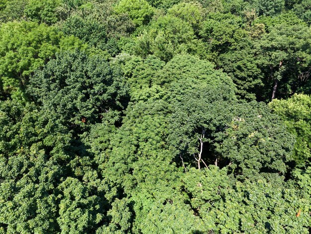 Arbres couverts de feuillage vert en été