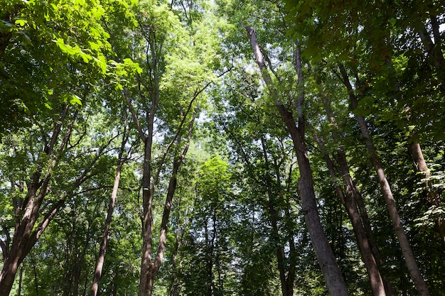 Arbres couverts de feuillage vert en été