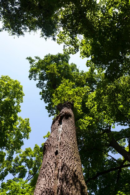 Arbres couverts de feuillage vert en été