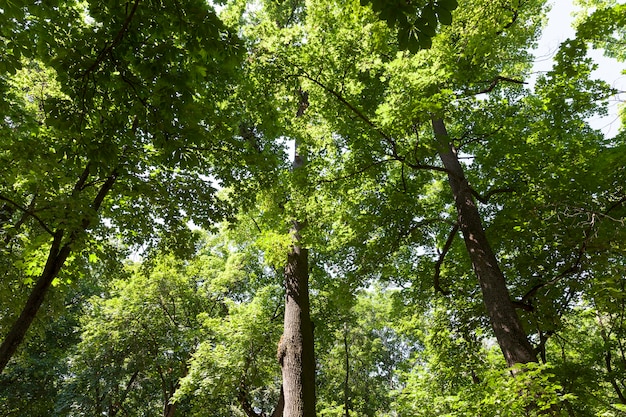 Arbres couverts de feuillage vert en été