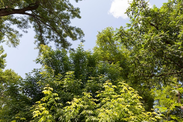 Arbres couverts de feuillage vert en été