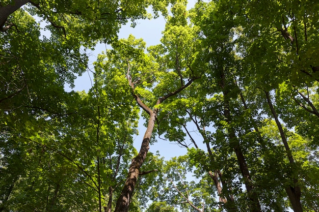 Arbres couverts de feuillage vert en été