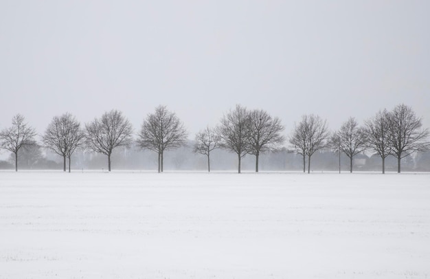 arbres couverts de forêt de neige en hiver