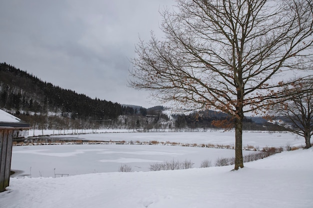 arbres couverts de forêt de neige en hiver