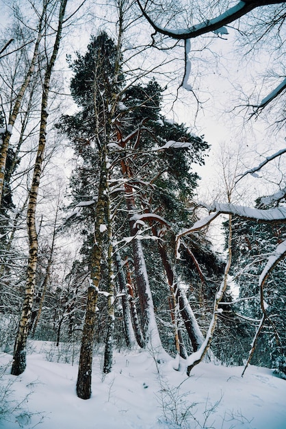 Des arbres couverts de gel et de neige dans la forêt d'hiver