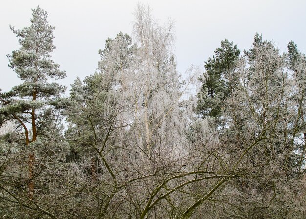 Arbres couverts de givre dans un jardin d'hiver et une forêt