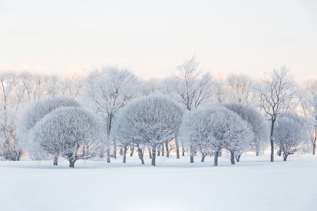 Arbres couverts de givre dans un parc de la ville après un brouillard froid.