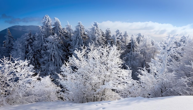 Arbres couverts de givre et de neige dans les montagnes