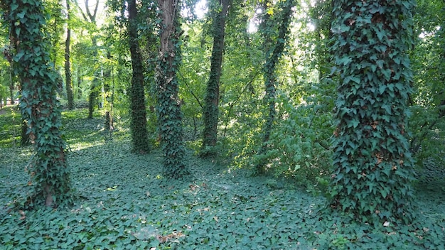 Les arbres couverts de lierre plantent une espèce envahissante La destruction de la forêt Dans le jardinage ornemental, il est utilisé pour le jardinage vertical Parc à Palic Serbie Mystérieuse belle forêt