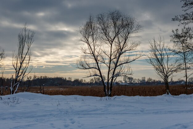 Arbres couverts de neige au bord du champ agricole contre un ciel gris avec des nuages spectaculaires à la journée d'hiver