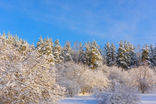 Arbres couverts de neige au soleil contre le ciel bleu dans un parc désert. Forêt d'hiver avec espace copie.