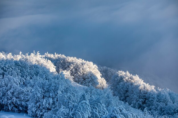 Arbres couverts de neige au sommet de la montagne à l'aube.