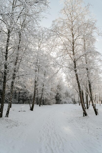 Photo des arbres couverts de neige sur le champ