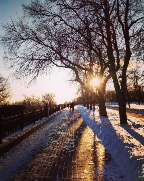 Des arbres couverts de neige contre le ciel au coucher du soleil