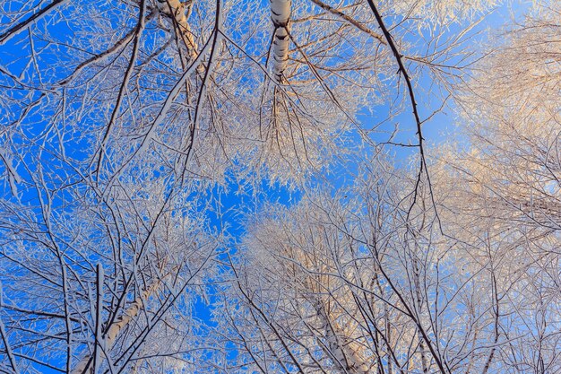 Arbres couverts de neige contre le ciel bleu