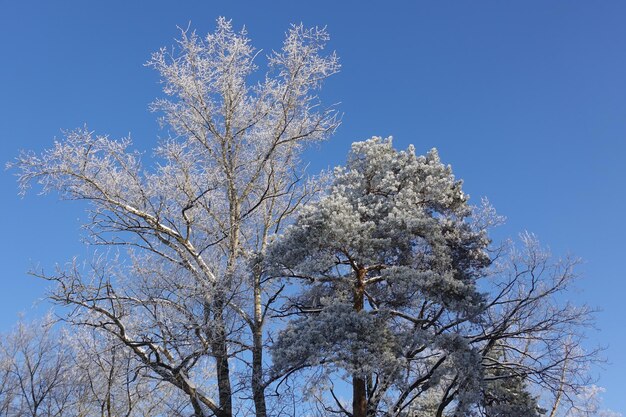 Arbres couverts de neige contre un ciel bleu