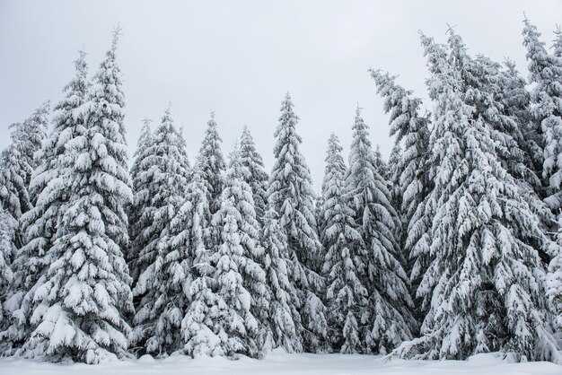 Des arbres couverts de neige contre le ciel