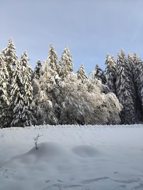 Photo des arbres couverts de neige contre le ciel