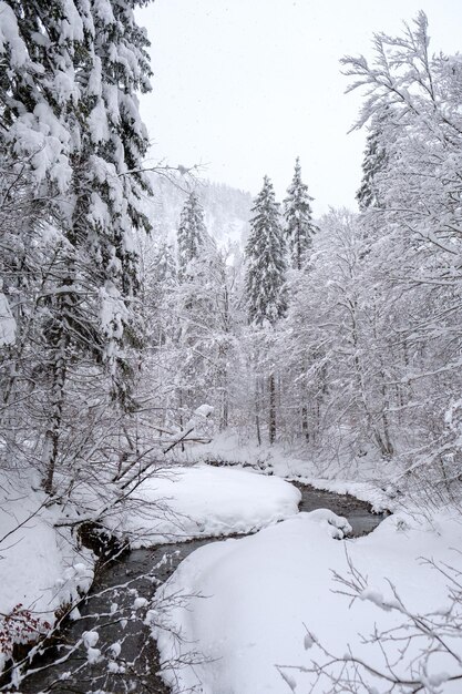 Des arbres couverts de neige contre le ciel