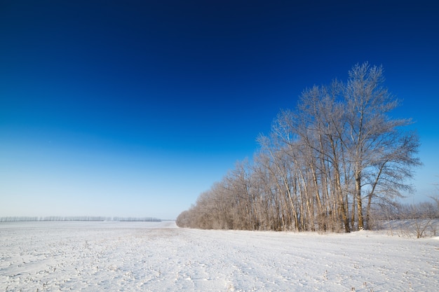 Arbres couverts de neige contre le ciel