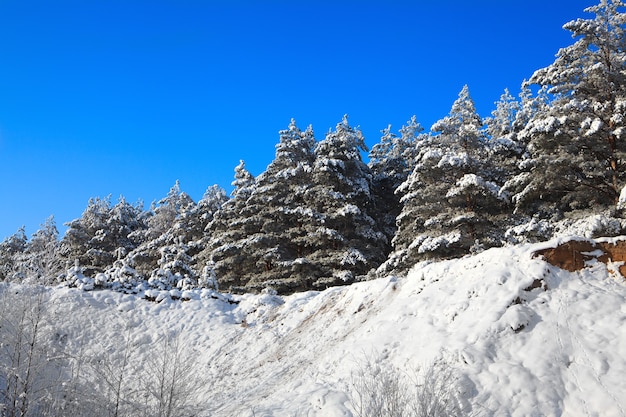 Arbres couverts de neige contre le ciel