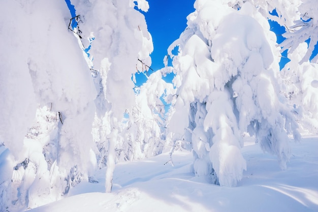 Arbres couverts de neige dans une forêt après les chutes de neige. Beau paysage d'hiver.