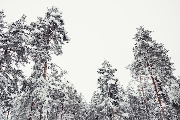 Arbres couverts de neige dans la forêt. Beau paysage d'hiver.