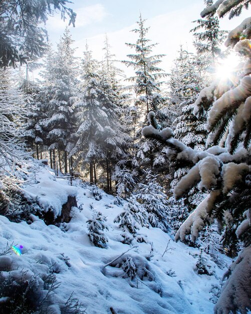 Des arbres couverts de neige dans la forêt contre le ciel