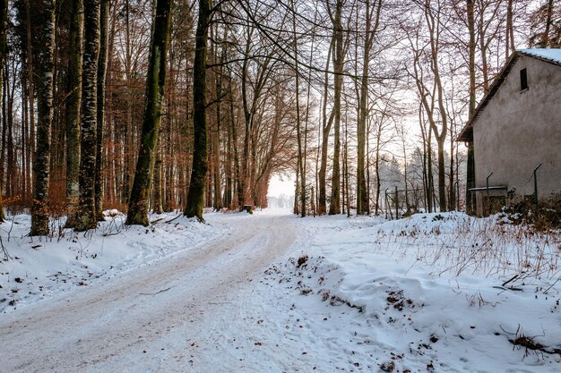 Des arbres couverts de neige dans la forêt contre le ciel